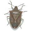 stinkbug